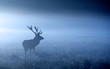© bridgephotography - Moonlight. a red deer stag shilloette in the moonlight