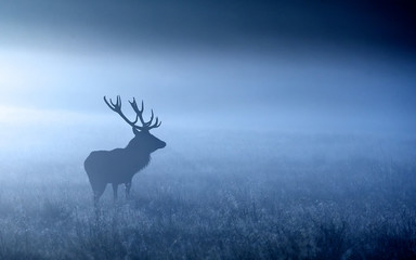 moonlight. a red deer stag shilloette in the moonlight