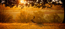 Sunrise. A Fallow Deer Buck Resting One Autumn Morning