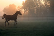 Arabian Horse Trotting in Fog – An Arabian horse trots around his pasture in the morning fog.