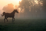 Fototapeta Konie - Arabian Horse Trotting in Fog – An Arabian horse trots around his pasture in the morning fog.