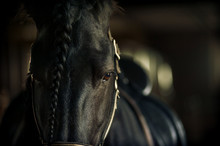 Frisian Stallion Closeup In Equine Ammunition Inside The Stable