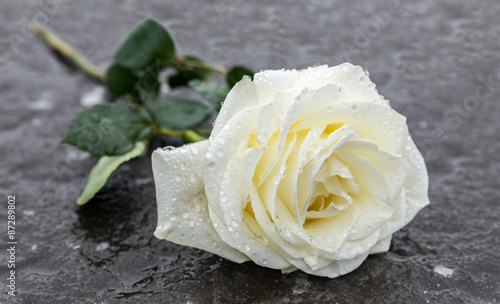 Naklejka dekoracyjna Rose der ewigen Erinnerung