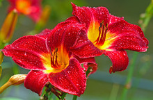 Two Red Daylilies In The Rain With Yellow Centers.