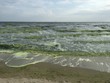 phytoplankton phenomenon caused green water in the sea