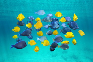 Canvas Print - Colorful school of tropical fish below surface