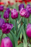 Fototapeta Tulipany - Blooming spring flowers tulips in the garden