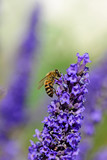 Fototapeta Lawenda - Bee collects nectar on the flowers of lavender.Close-up