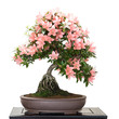 Satsuki Azalee mit Blüten als Bonsai Baum