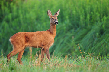 Wall Mural - Roe deer