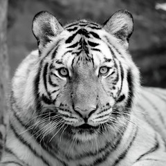 Wall Mural - black and white tiger