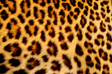 Real jaguar skin