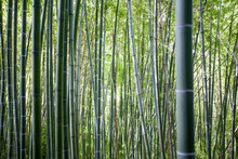 Foresta Di Bambù