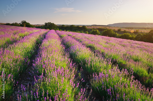 Naklejka na szybę Meadow of lavender.