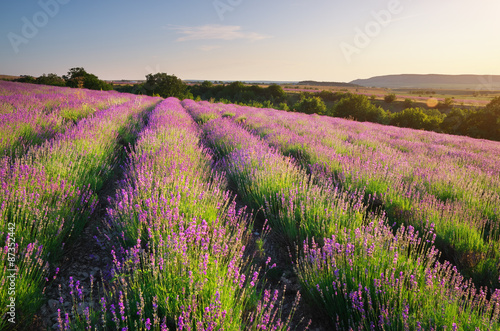 Tapeta ścienna na wymiar Meadow of lavender.