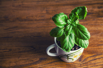 Fresh green basil in a white pot. Vintage style