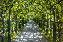 Walkway Under A Green Natural Tunnel