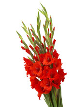 Red Gladiolus Flowers