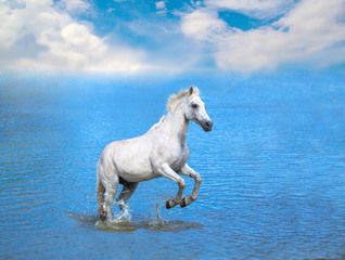 Canvas Print - white horse