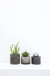 Three succulents in concrete pots over white background on the s