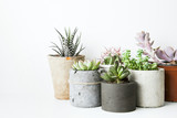 Fototapeta  - Succulents and cactus in different concrete pots on the white sh