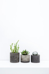 Wall Mural - Three succulents in concrete pots over white background on the s
