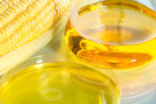 Biofuel Or Corn Syrup Sweetcorn