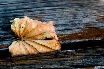 Brown leaf on old wooden abstract background