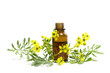 Rue  branch with flowers and a bottle of essential oil isolated