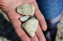 Stones With Imprints Of Shells