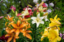 Group Of Orange, Yellow, White Color Lily Flowers Blossom In The Garden
