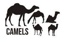 Camels Silhouette. Set Of Camel Silhouettes - Vector Illustration