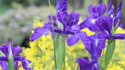 Poster - Violet Iris flowers in the wind, HD footage 