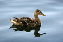 Wild Mallard Duck  The Female Is Swimming In The Pond.