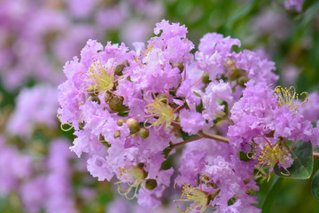 Wall Mural - Lagerstroemia speciosa - Queen's flower