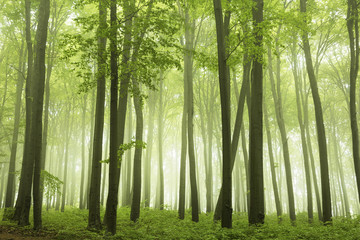 Fototapete - Foggy forest during spring