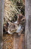 Fototapeta Koty - little kitten in the barn