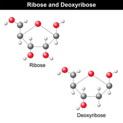 Canvas Print - Ribose and deoxyribose structures