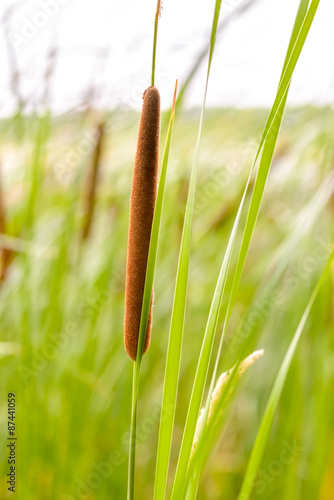 Fotografia, Obraz Typha latifolia flower, also called bulrush, reedmace, punks, corn dog grass, c