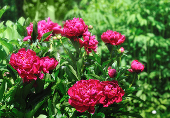 Wall Mural - peonies in garden