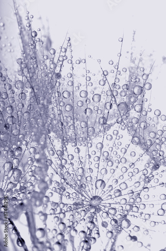 Fototapeta do kuchni dew drops on a dandelion