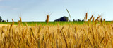 Fototapeta Most - Wheat field agriculture