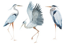 Watercolor Heron Birds