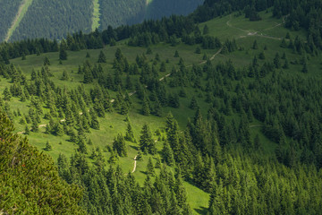 Wall Mural - forest bird view