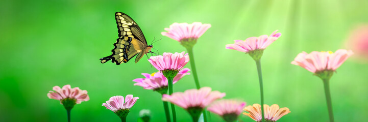 Butterfly On A Flower