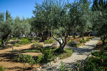 Garden Of Gethsemane, Mount Of Olives, Jerusalem