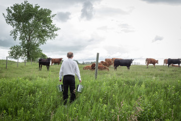 horizontal image of a man in black pants and white shirt carrying two silver pails in tall green grass to the pasture with cows looking on under a cloudy sky in the summer time.