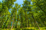 Fototapeta Perspektywa 3d - Wald