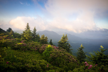 Wall Mural - The spring rhododenron blooms at grassy ridge in the Roan Highlands of the Blue Ridge Mountains were spectacular this year.