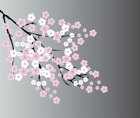 Canvas Print - cherry blossom